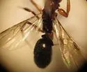 Rough-node Snapping Ant - photo 2