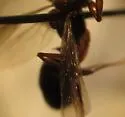 Rough-node Snapping Ant - photo 3