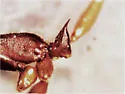 Rough-node Snapping Ant - photo 4