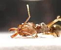 Rough-node Snapping Ant - photo 5