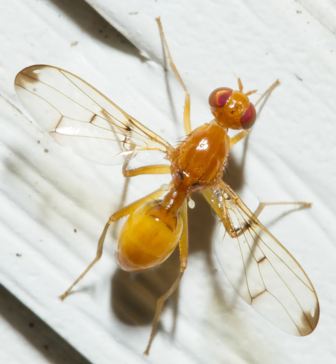 Odontomera ferruginea