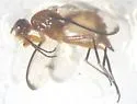 Odontomera limbata - Odontomera limbata