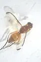 Odontomera limbata - photo 2
