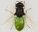 Odontomyia aldrichi