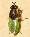 Odontomyia aldrichi - photo 2