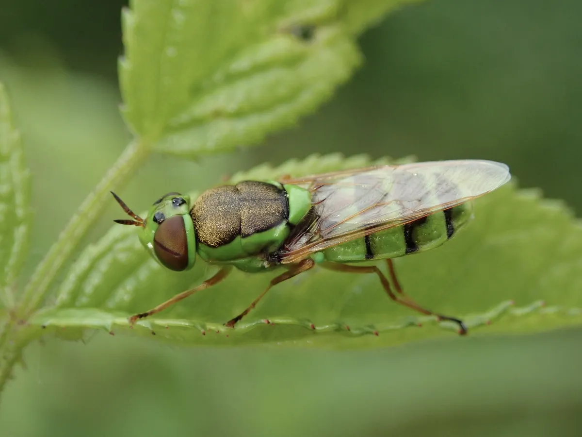 Odontomyia cincta