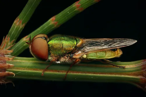 Odontomyia decipiens