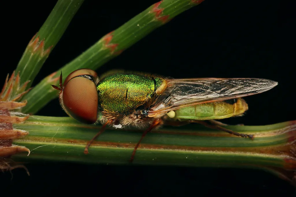 Odontomyia decipiens - photo 2