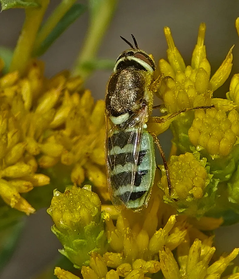 Odontomyia hirtocculata - photo 2