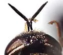 Odontomyia hoodiana