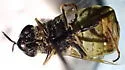 Odontomyia hoodiana - photo 3