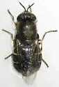 Odontomyia hoodiana - photo 4