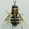Odontomyia interrupta - photo 2