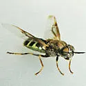 Odontomyia interrupta - photo 3