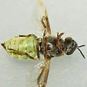 Odontomyia interrupta - photo 4
