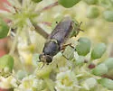 Odontomyia microstoma