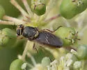 Odontomyia microstoma - photo 2
