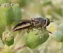 Odontomyia microstoma - photo 3