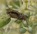 Odontomyia microstoma - photo 4