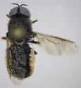 Odontomyia microstoma - photo 5