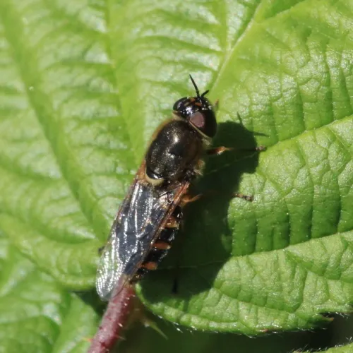 Odontomyia ornata