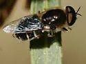 Odontomyia pilosa