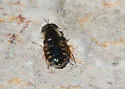 Odontomyia pilosa - photo 2