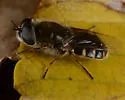Odontomyia pilosa - photo 3