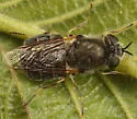 Odontomyia pilosa - photo 4