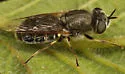 Odontomyia pilosa - photo 5