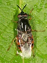 Odontomyia profuscata - Odontomyia profuscata