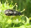 Odontomyia profuscata - photo 2