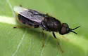 Odontomyia profuscata - photo 3