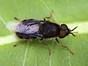 Odontomyia profuscata - photo 4