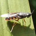 Odontomyia profuscata - photo 5