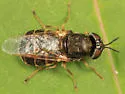 Odontomyia pubescens - photo 2
