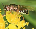 Odontomyia pubescens - photo 3