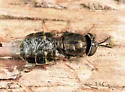 Odontomyia pubescens - photo 4