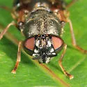 Odontomyia pubescens - photo 5