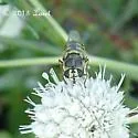 Odontomyia rufipes - photo 2