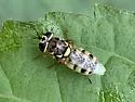 Odontomyia rufipes - photo 3