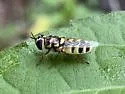 Odontomyia rufipes - photo 4