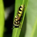 Odontomyia rufipes - photo 5