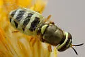 Odontomyia tumida - Odontomyia tumida