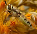 Odontomyia tumida - photo 2