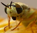 Odontomyia tumida - photo 3