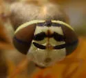Odontomyia tumida - photo 4