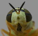 Odontomyia tumida - photo 5