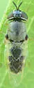 Odontomyia virgo group - photo 2