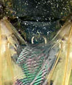 Odontomyia virgo group - photo 3